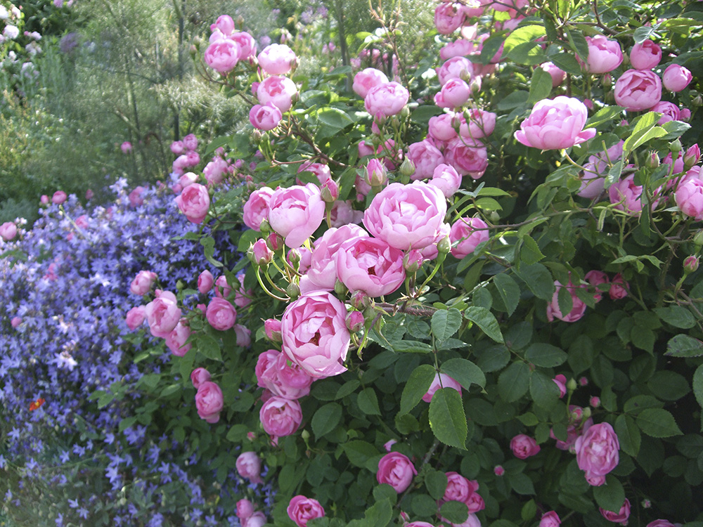 Soft Pink and Blue Terraced Borders Fox Garden Design
